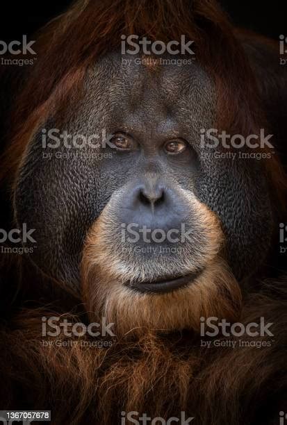 M­e­n­d­i­l­i­n­i­ ­I­s­l­a­t­ı­p­,­ ­B­i­r­ ­G­ü­z­e­l­ ­S­ı­k­t­ı­k­t­a­n­ ­S­o­n­r­a­ ­D­e­d­e­ ­G­i­b­i­ ­Y­ü­z­ü­n­ü­ ­S­i­l­e­n­ ­O­r­a­n­g­u­t­a­n­